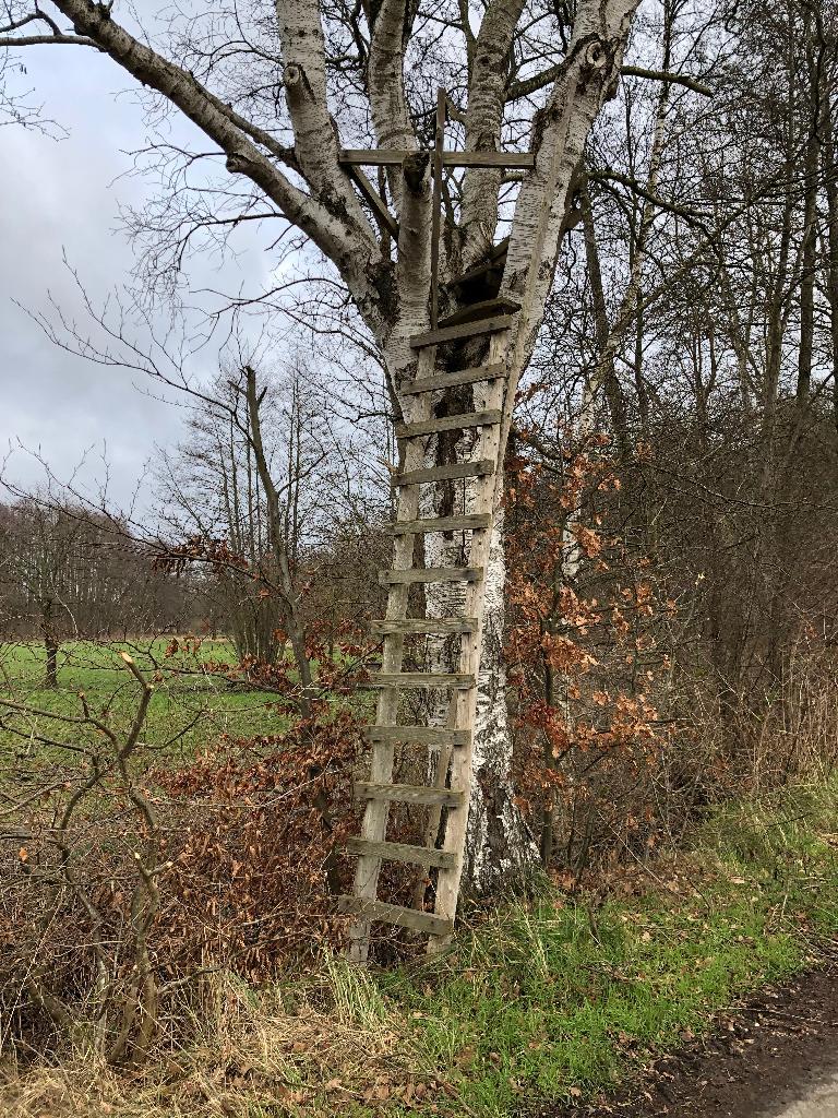 Hochstand im Baum