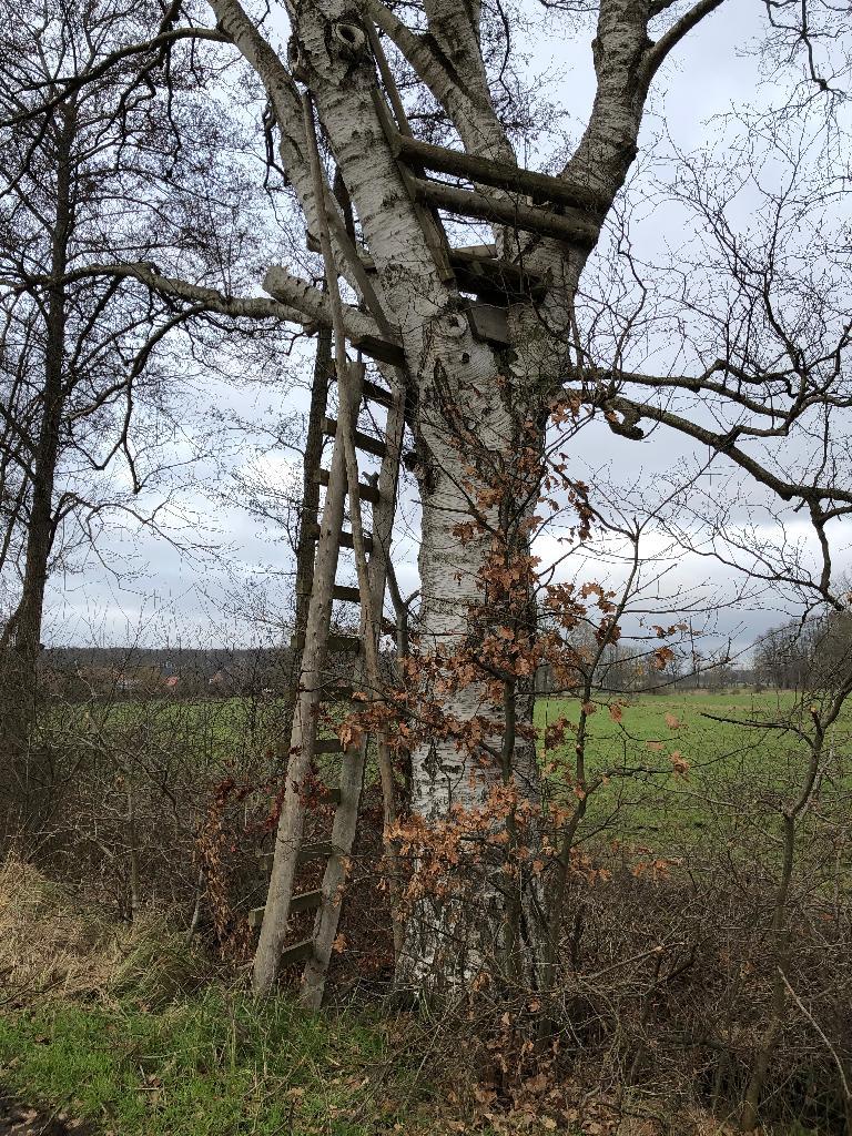 Hochstand im Baum