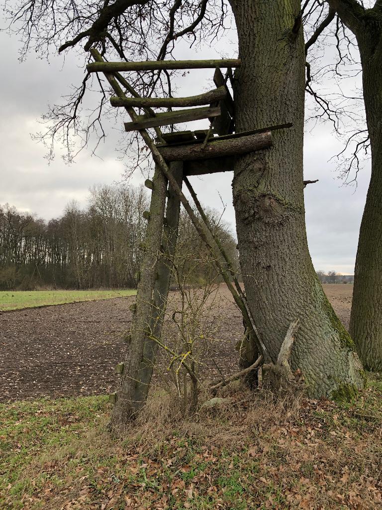 Hochstand am Baum