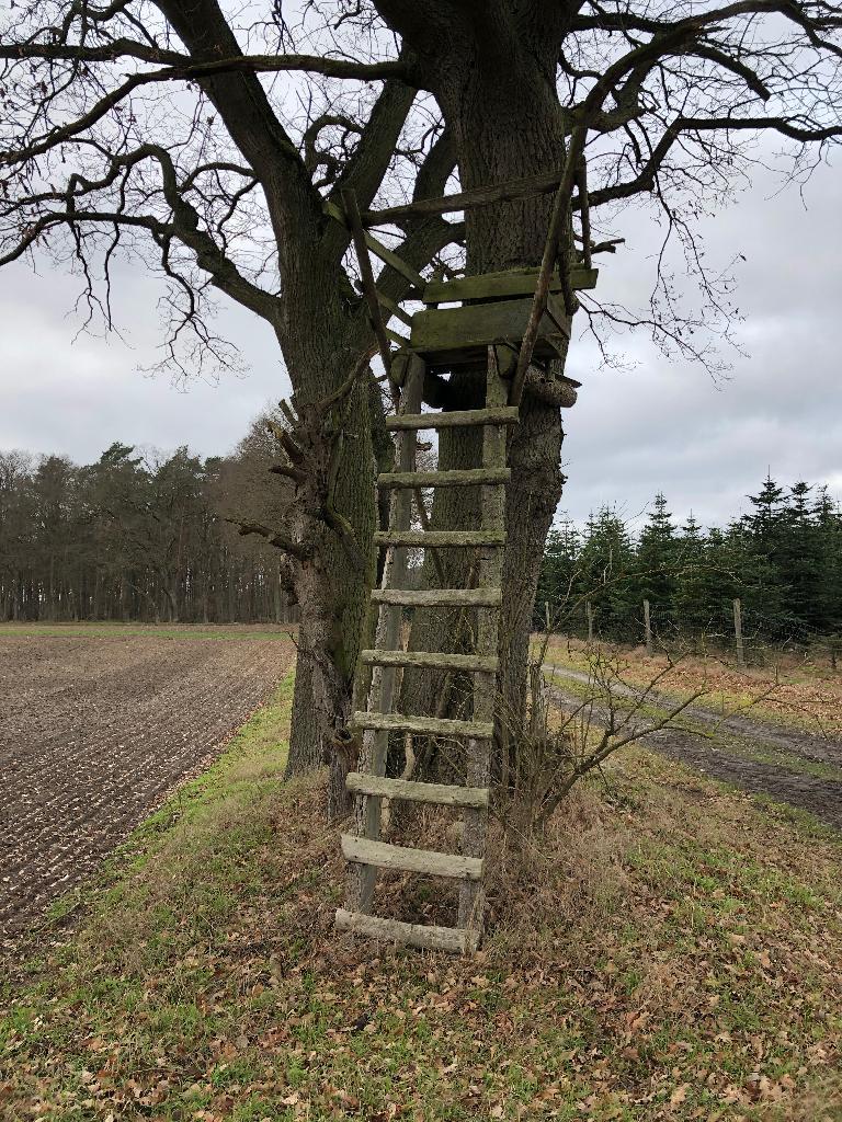 Hochstand am Baum