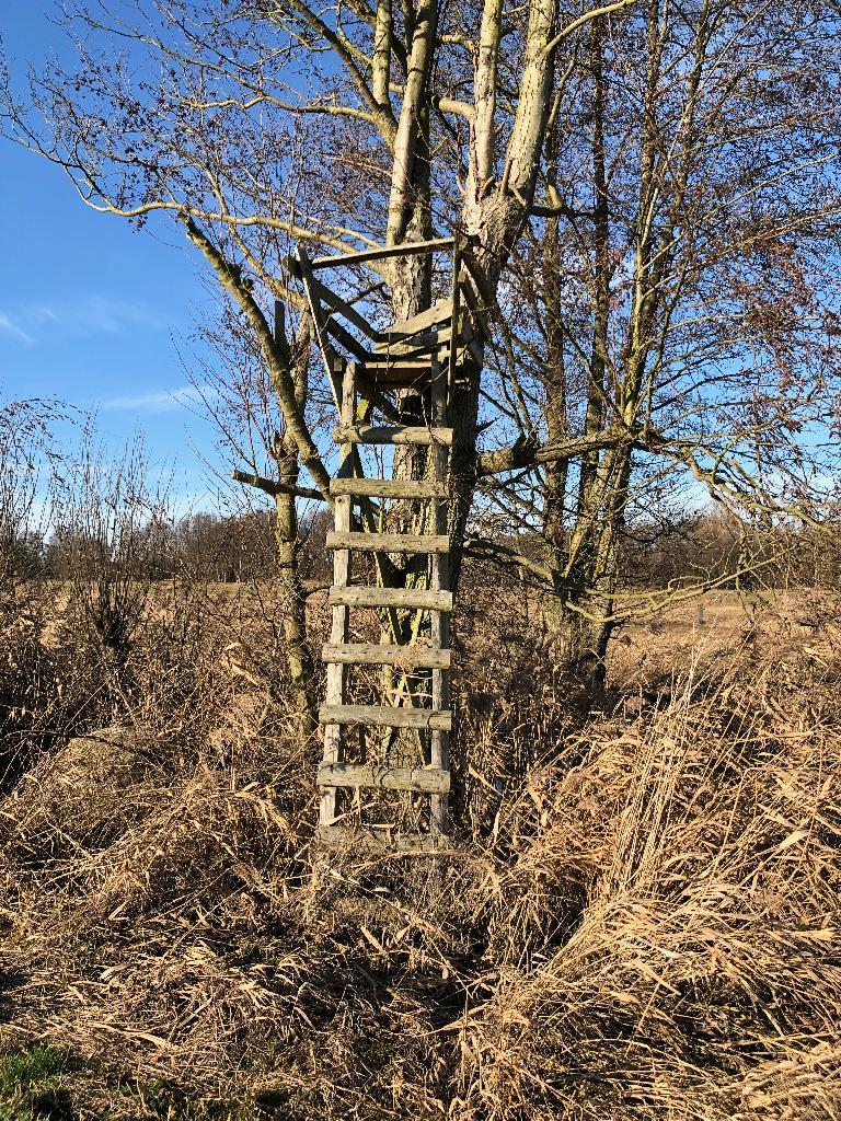 Hochstand am Baum