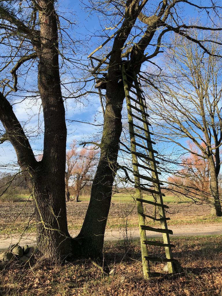 Hochstand im Baum