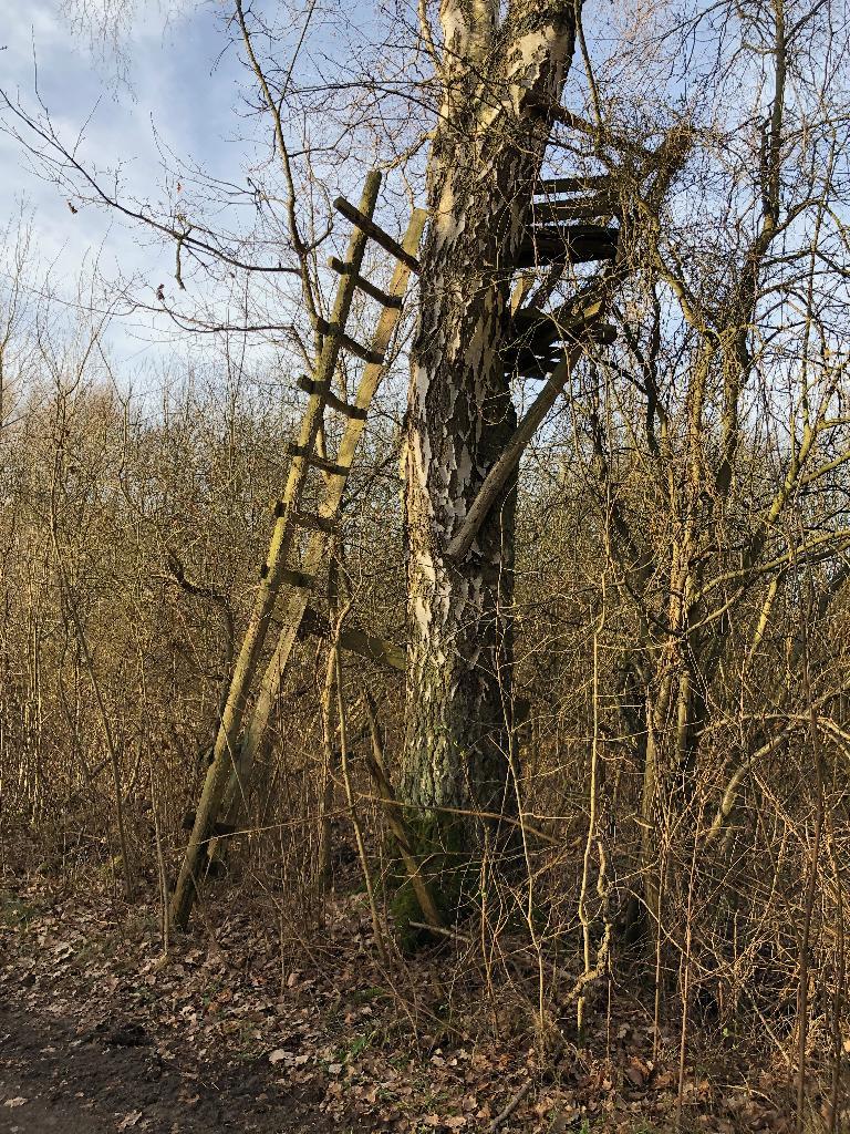 Hochstand im Baum