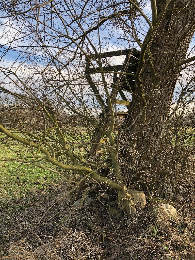 Hochsitz am Baum