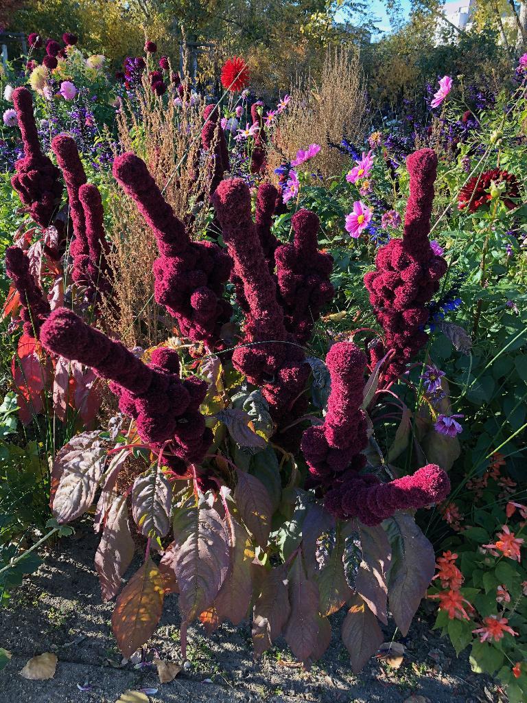 Amaranth