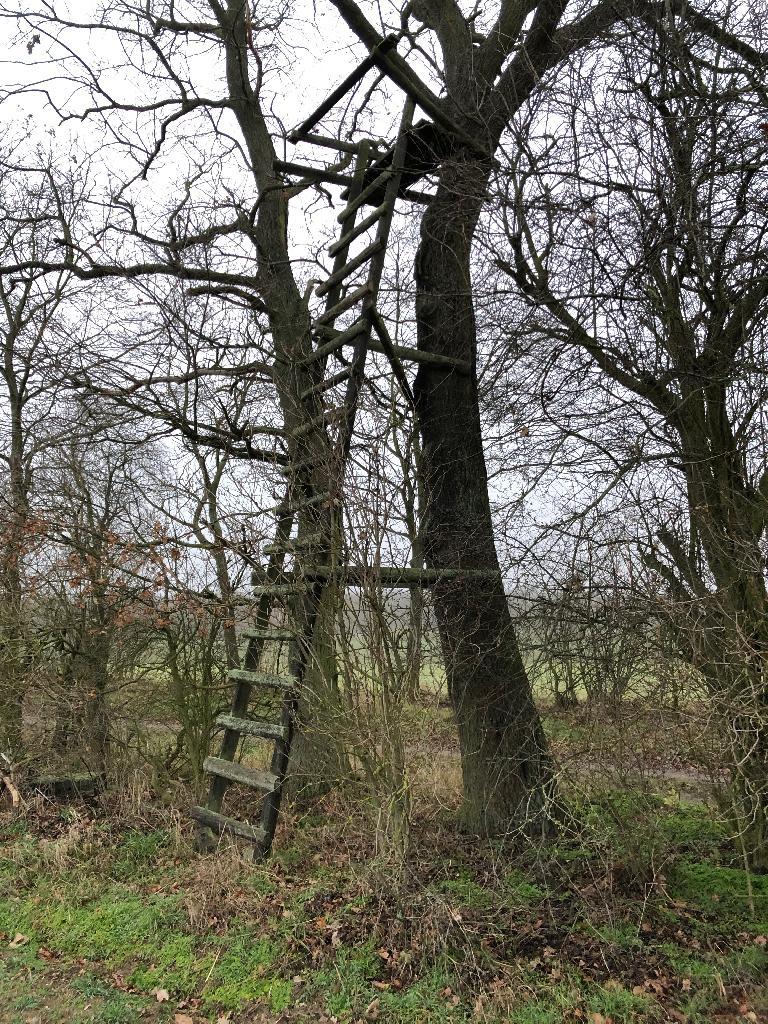 Hochsitz hoch am Baum