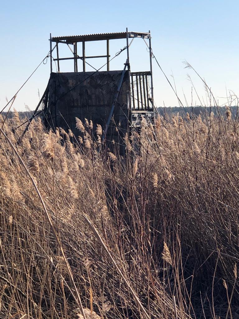 Hochstand im Schilf (nah)