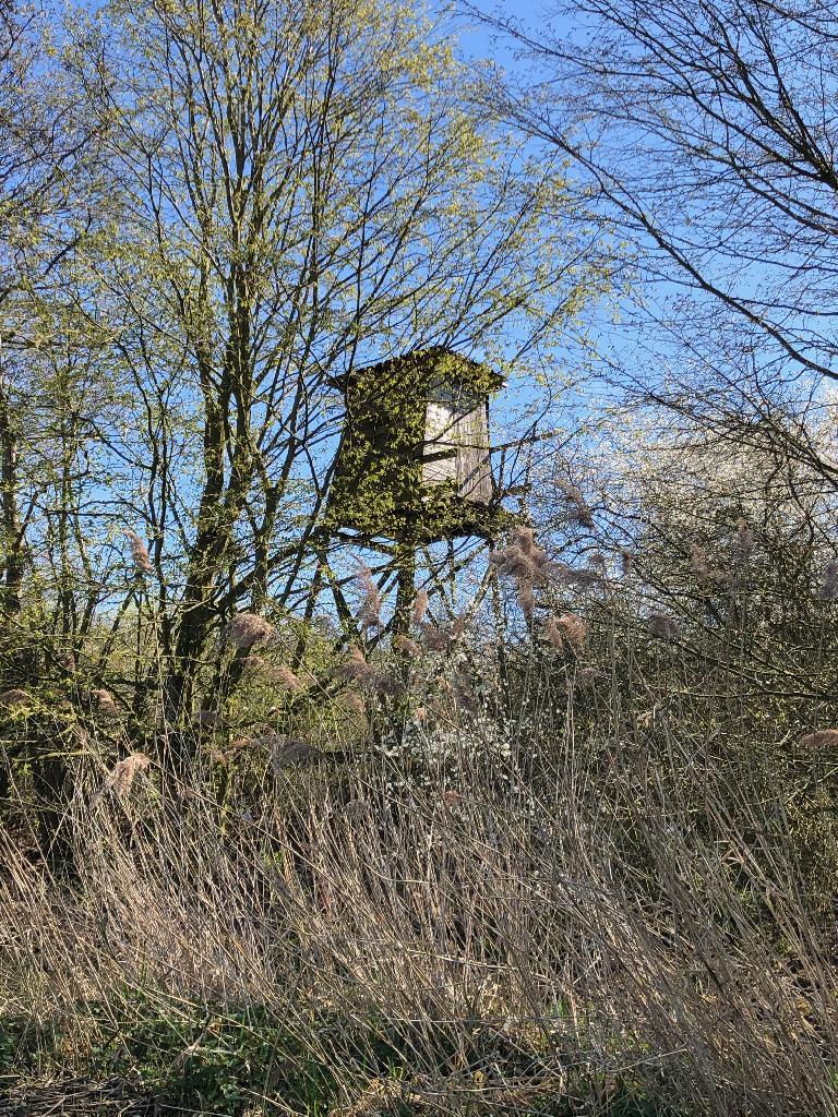 Hochstand hinter Bäumen